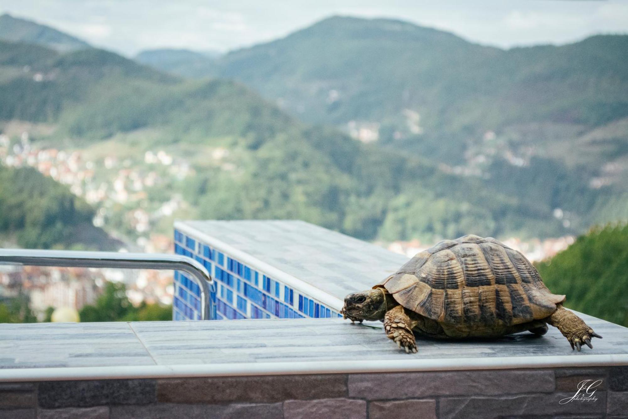 "Nase Brdo" - Ivanjica Dış mekan fotoğraf